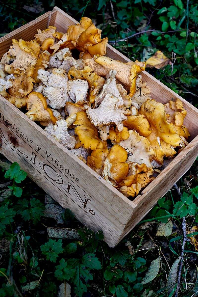 Crazy For Chanterelles Hunt