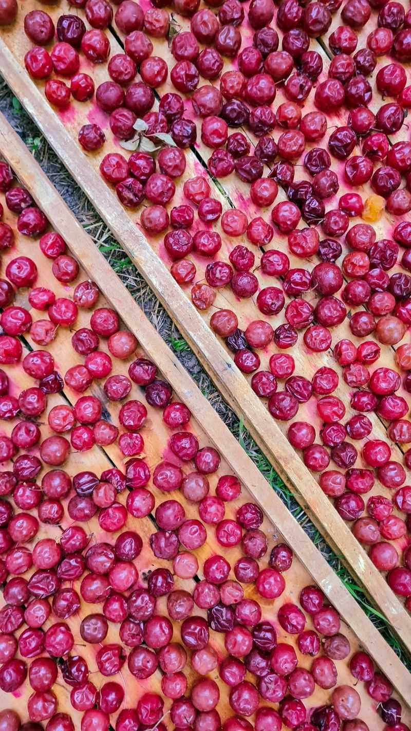 Dried Fruit Trail Fuel