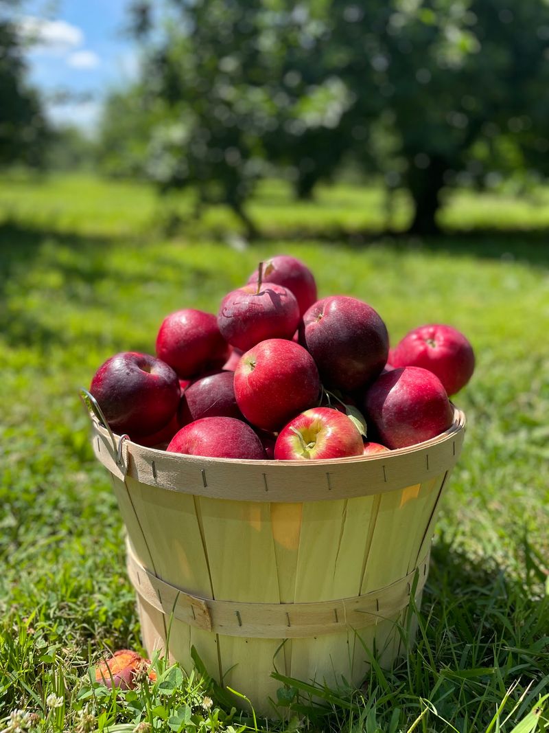 CherryHawk Farm Apple Orchard, Marysville