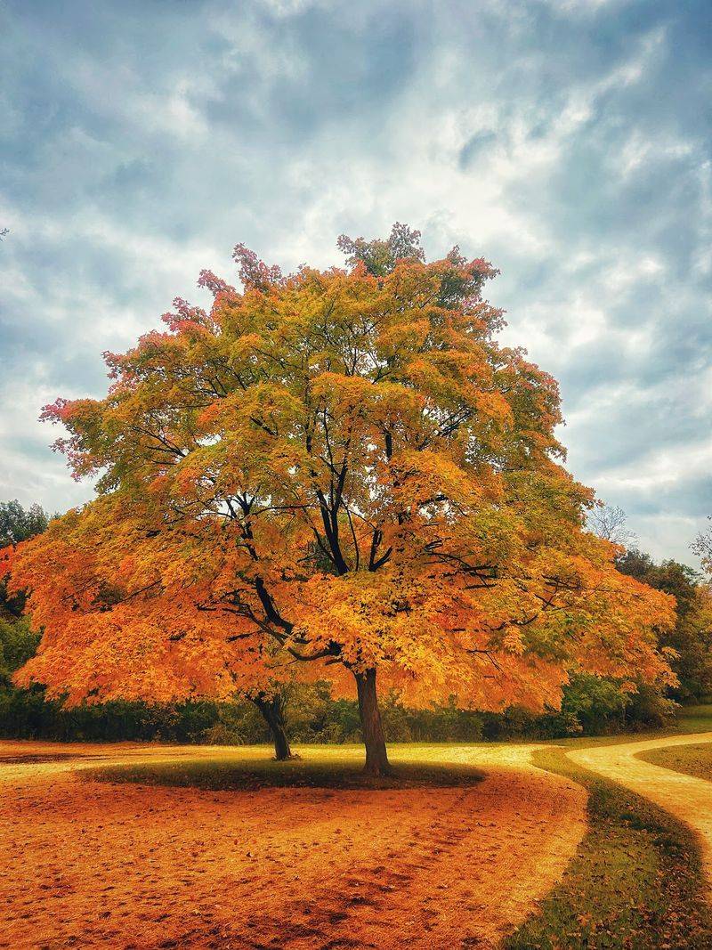 Chicagoland's Very First Forest Preserve