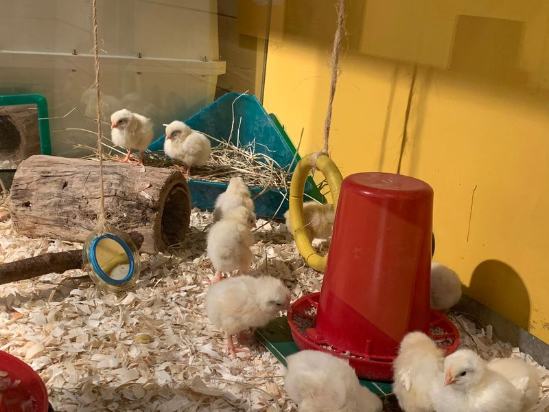 Chicks Hatching And Hands-On Learning Stations Chicks Hatching And Hands-On Learning Stations