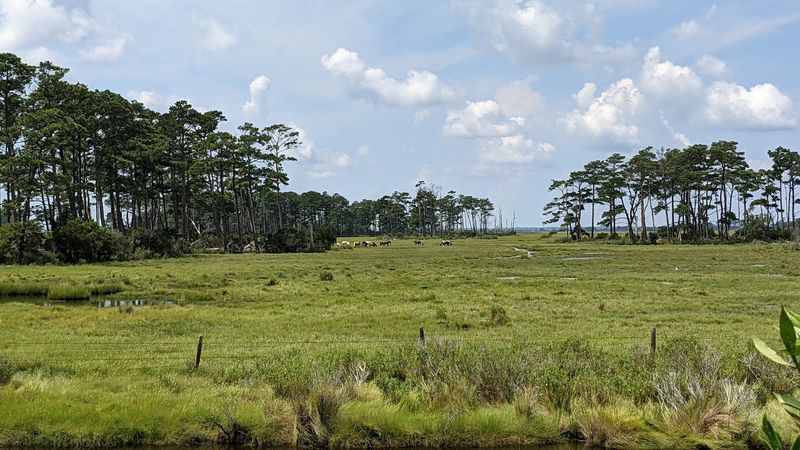 Chincoteague National Wildlife Refuge Beach Chincoteague National Wildlife Refuge Beach