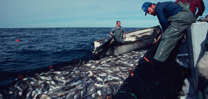 Atlantic Cod: Ecological Collapse in a Sandwich