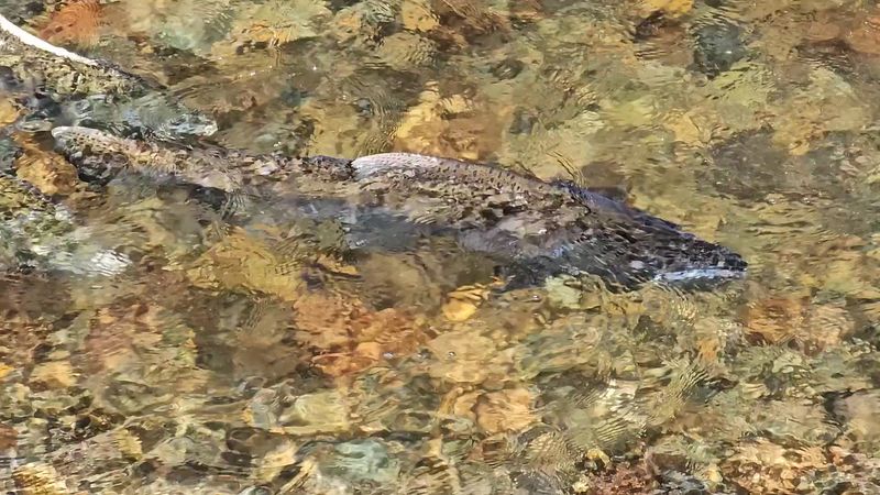 Chinook, Coho, and Kokanee Timing