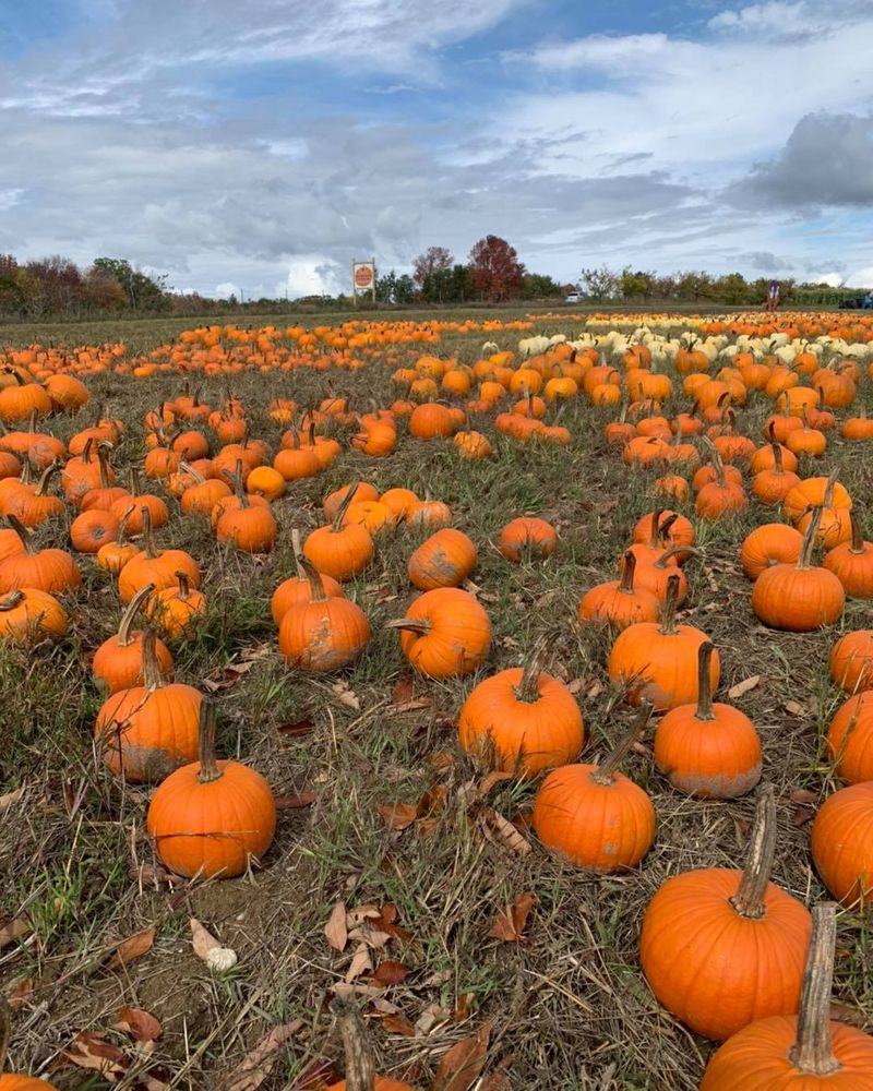 Chipman's Pumpkin Patch, New Gloucester