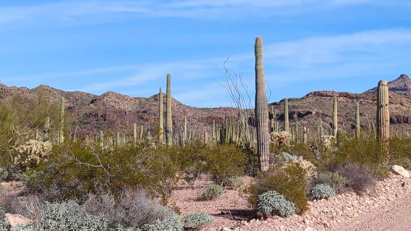 Organ Pipe Cactus National Monument, near Ajo
