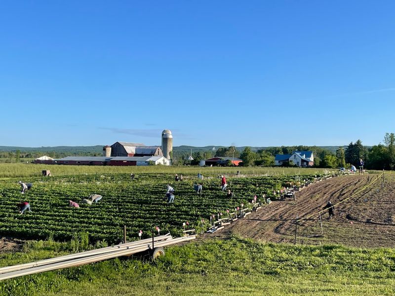 O’Farrell Farms, West Branch