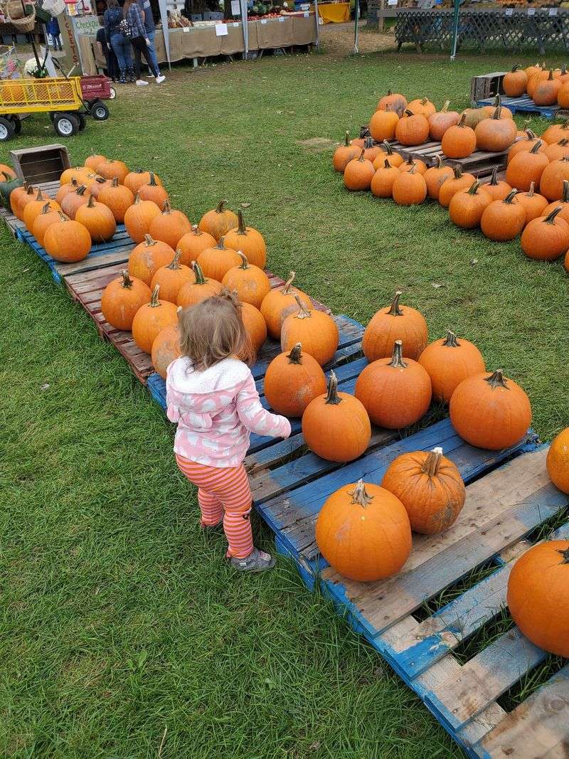 Choose A Pumpkin With A Job In Mind