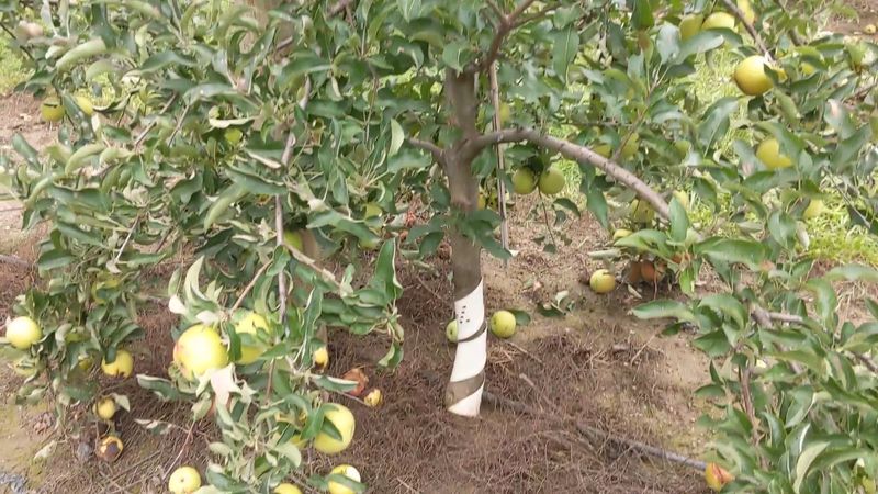Choose Apple Varieties With A Plan Choose Apple Varieties With A Plan