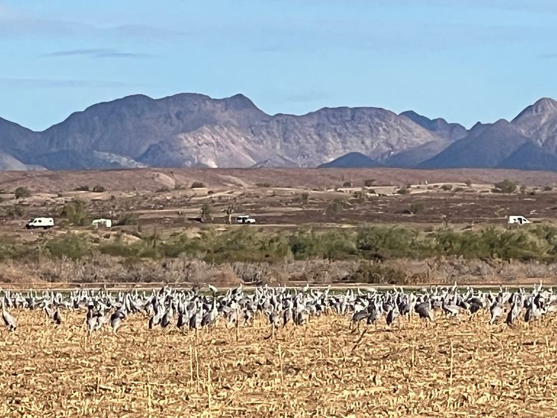 Cibola National Wildlife Refuge, Cibola, AZ