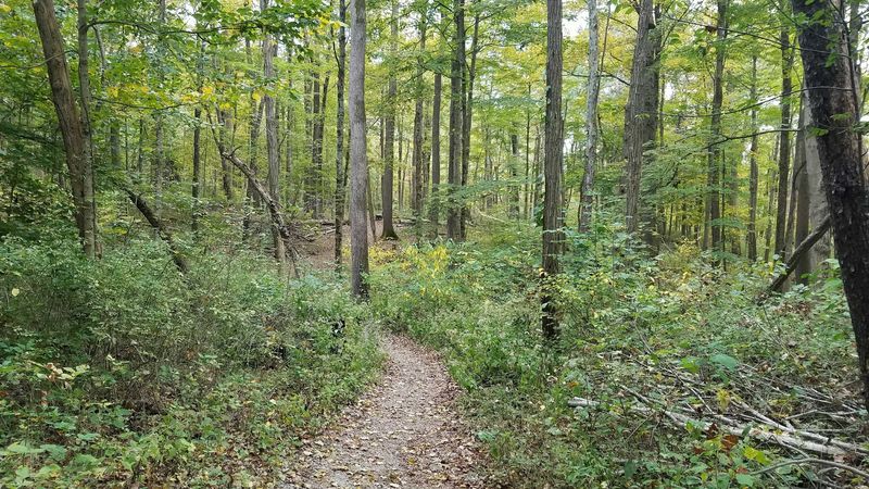Cincinnati Nature Center Rowe Woods Trails, Milford, Ohio