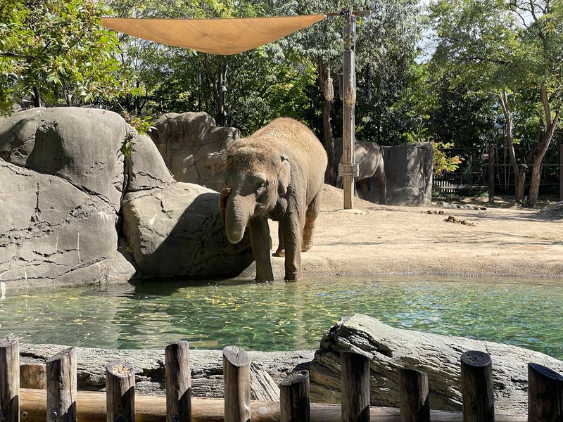 Cincinnati Zoo & Botanical Garden, Cincinnati