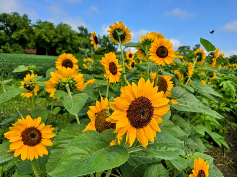 Circle S Farms, Grove City Circle S Farms, Grove City
