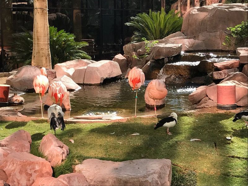Paradise Garden Buffet At Flamingo - Bird-Themed Disappointment