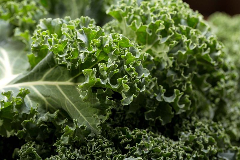 Kale: The Crowned King of Greens