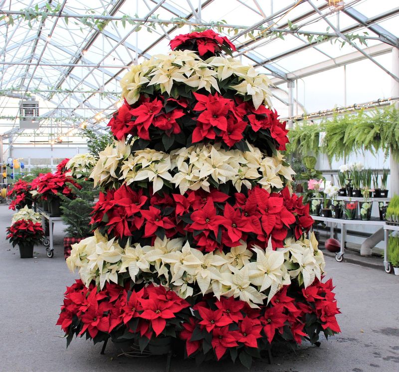 Classes And Seasonal Festivals Classes And Seasonal Festivals