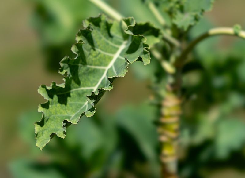 Savory Collard Greens