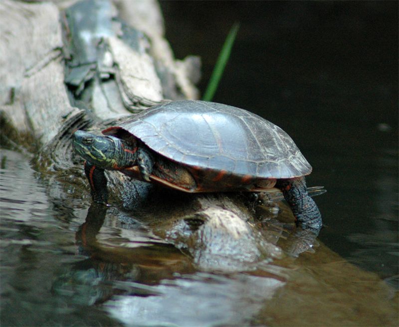 Wildlife Moments From Your Campsite