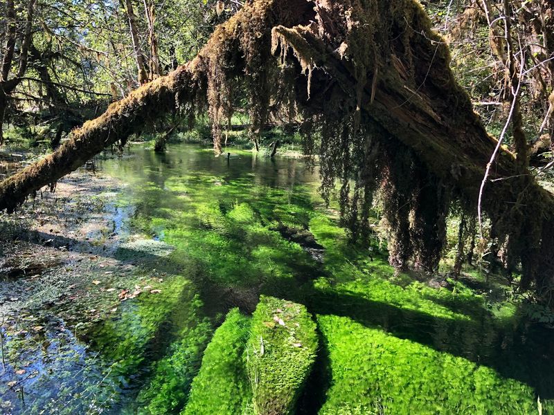 Clear Creeks, Little Bridges, And Unexpected Grasses
