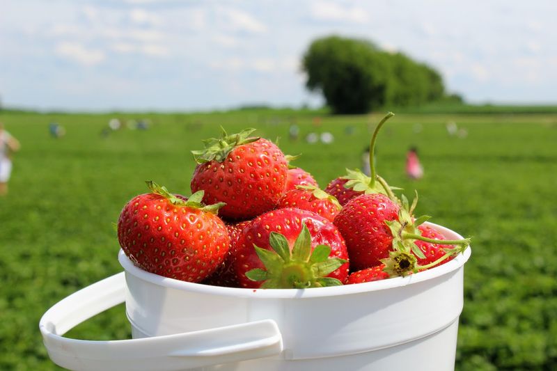 Clear Your Schedule Because This Illinois Market Is An All-Day Adventure