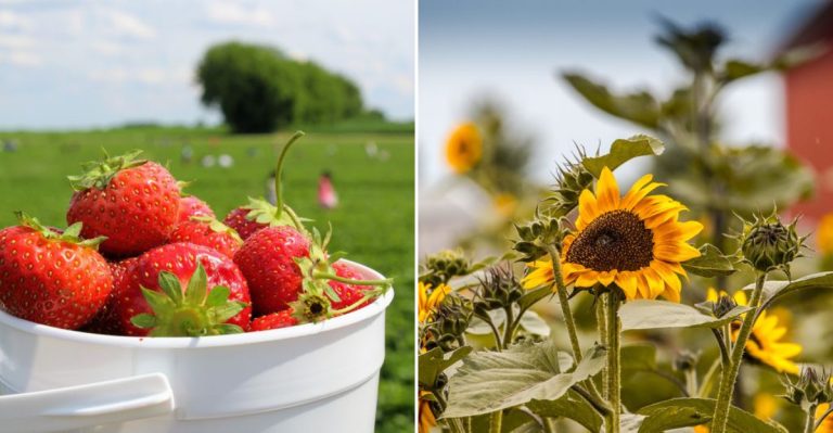 Clear Your Schedule Because This Illinois Market Is An All-Day Adventure