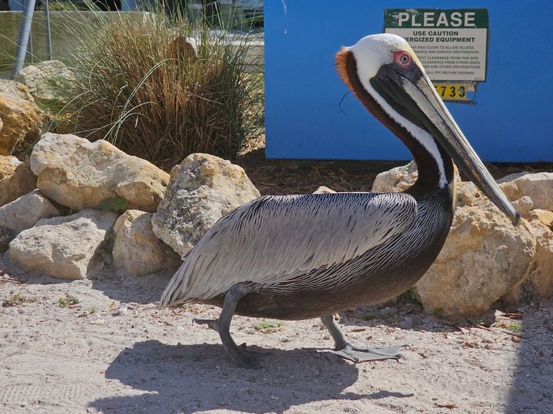 Seaside Seabird Sanctuary