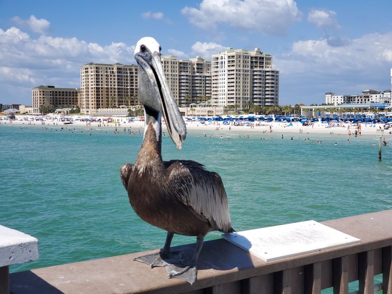 Clearwater: Sugar Sand And Silver Hair