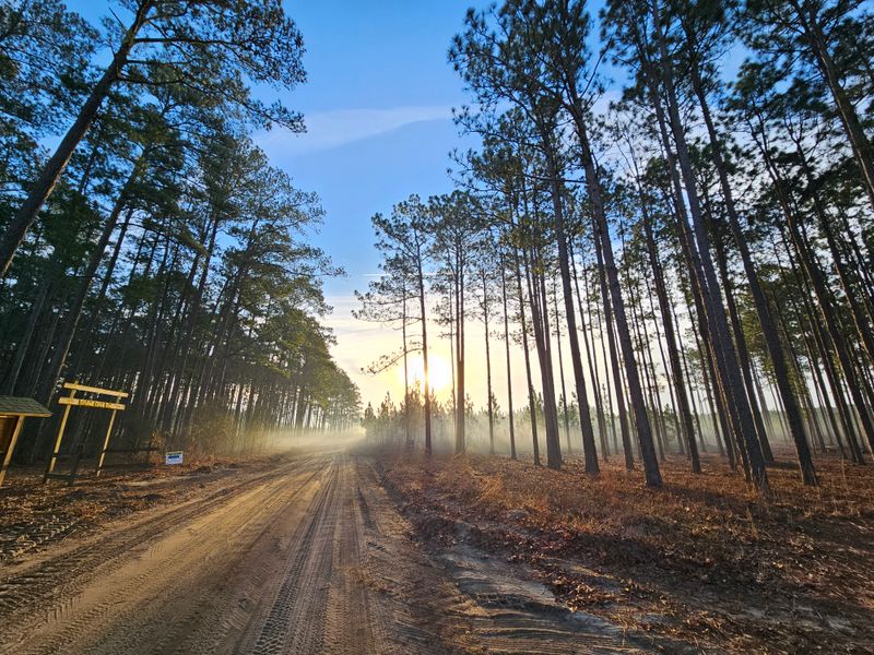 Turnbull Creek Educational State Forest - 4803 Sweet Home Church Rd, Elizabethtown