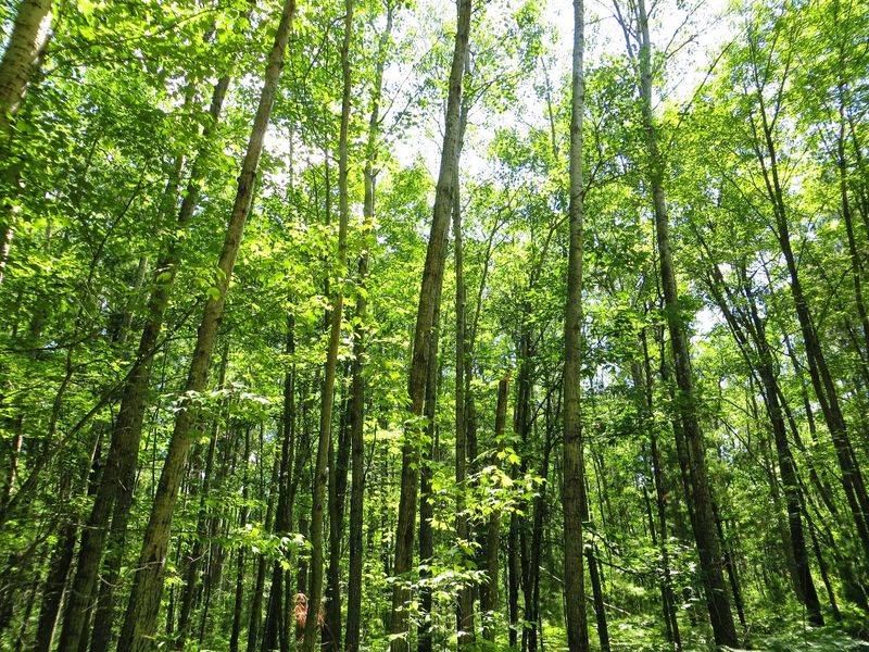 Hard Luck — Gladwin County, Michigan (Au Sable State Forest)