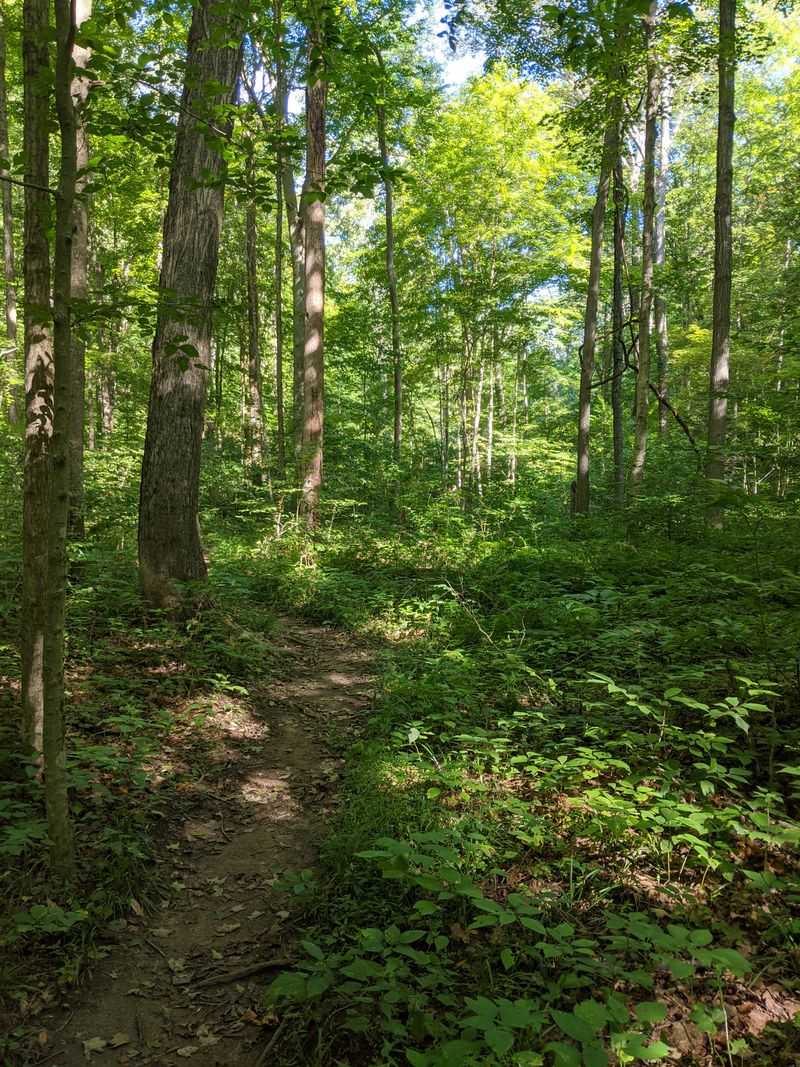 Morgan-Monroe & Yellowwood Forest Loops — Close-In Wilderness Near Indy