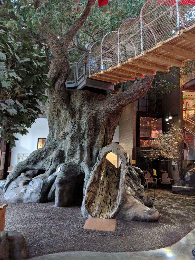 Climb A 35-Foot Bur Oak Without Leaving The Building
