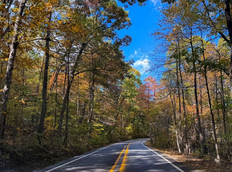 The Forest Canopy That Feels Like Driving Through A Cathedral