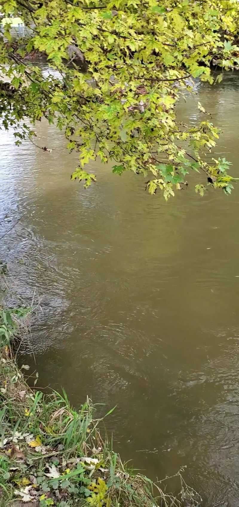 Clinton River, Rochester Hills / Utica