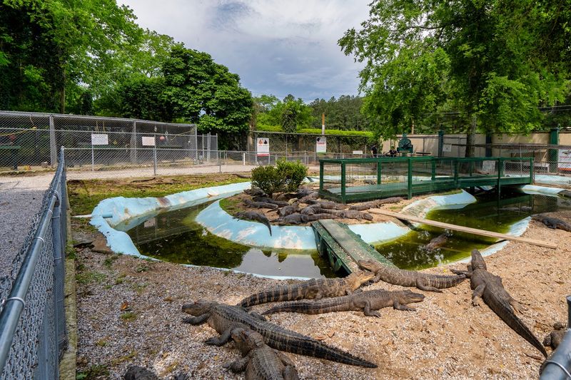 Feeding Demonstrations Showcase Instinct And Strength