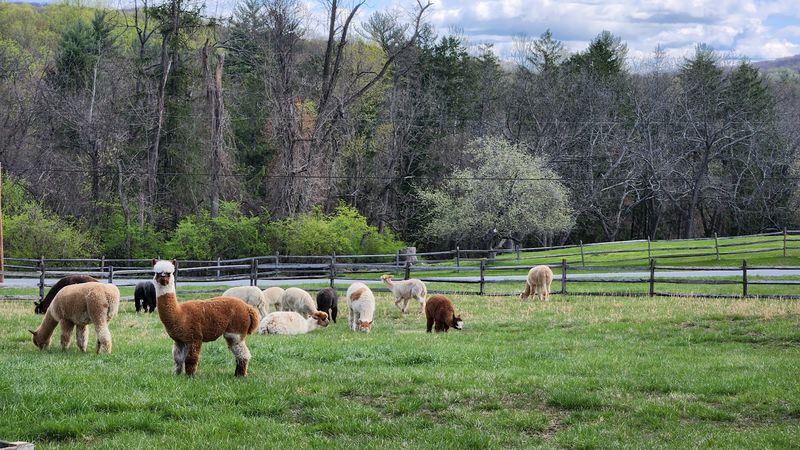 Close To 40 Alpacas Call This Farm Home Close To 40 Alpacas Call This Farm Home