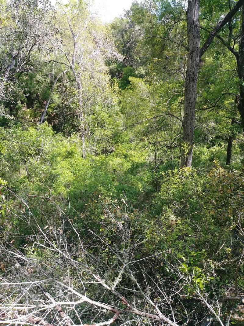 Close To 50 Ticks: The Problem Hiding In The Grass