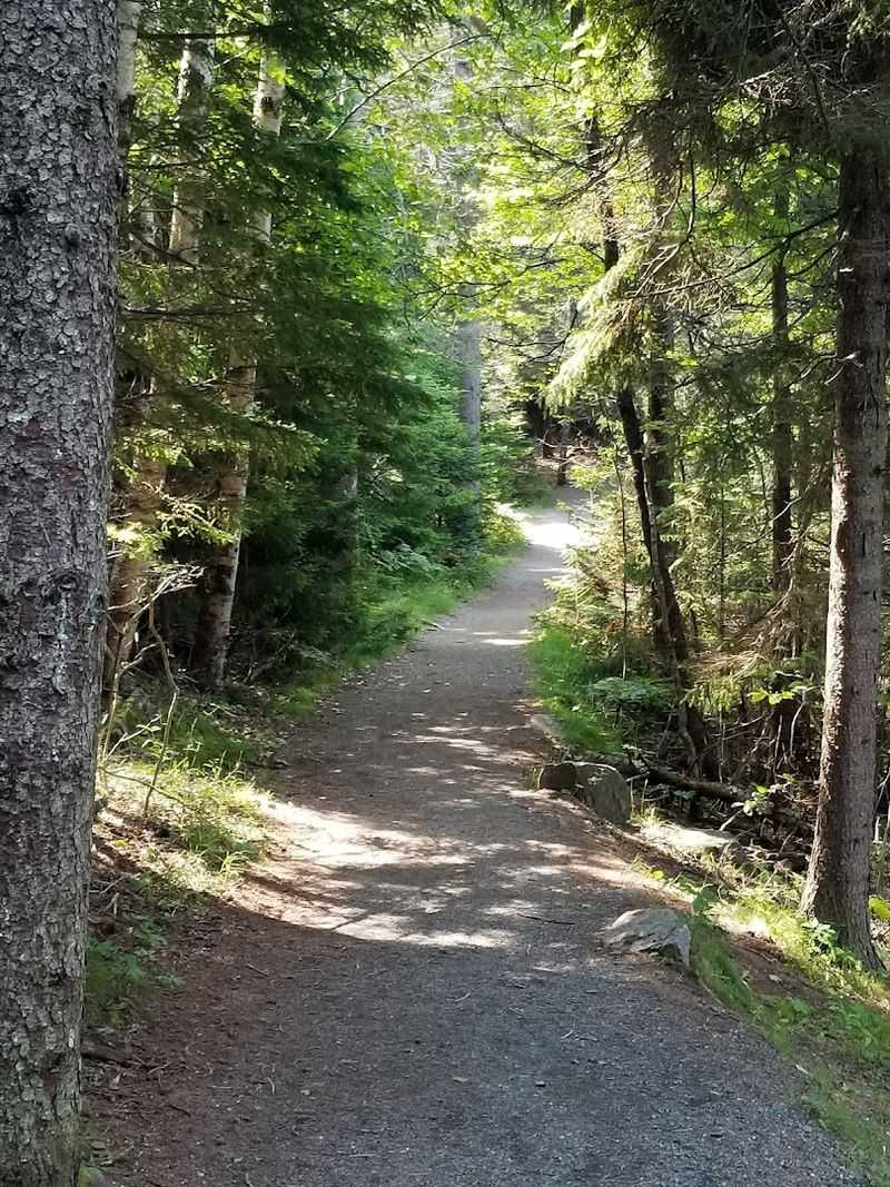 Coastal Forest With Its Own Quiet Magic