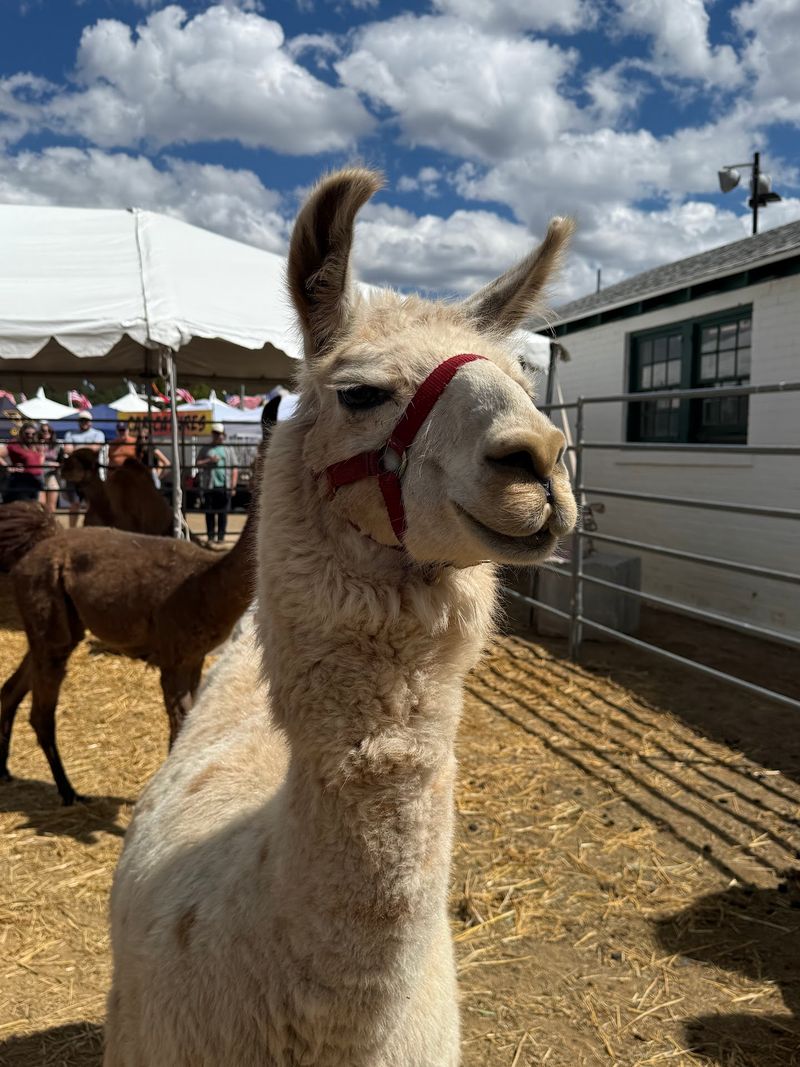 Coconino County Fair, Flagstaff Coconino County Fair, Flagstaff