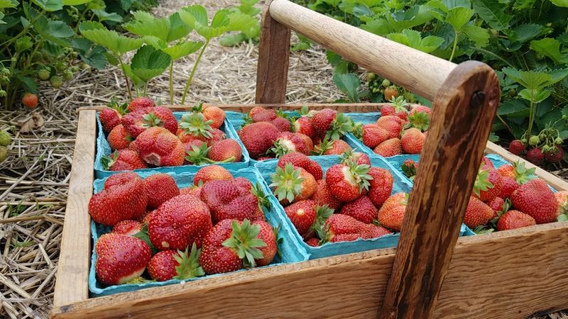 Cody's Farm and Orchard, Marengo, Illinois