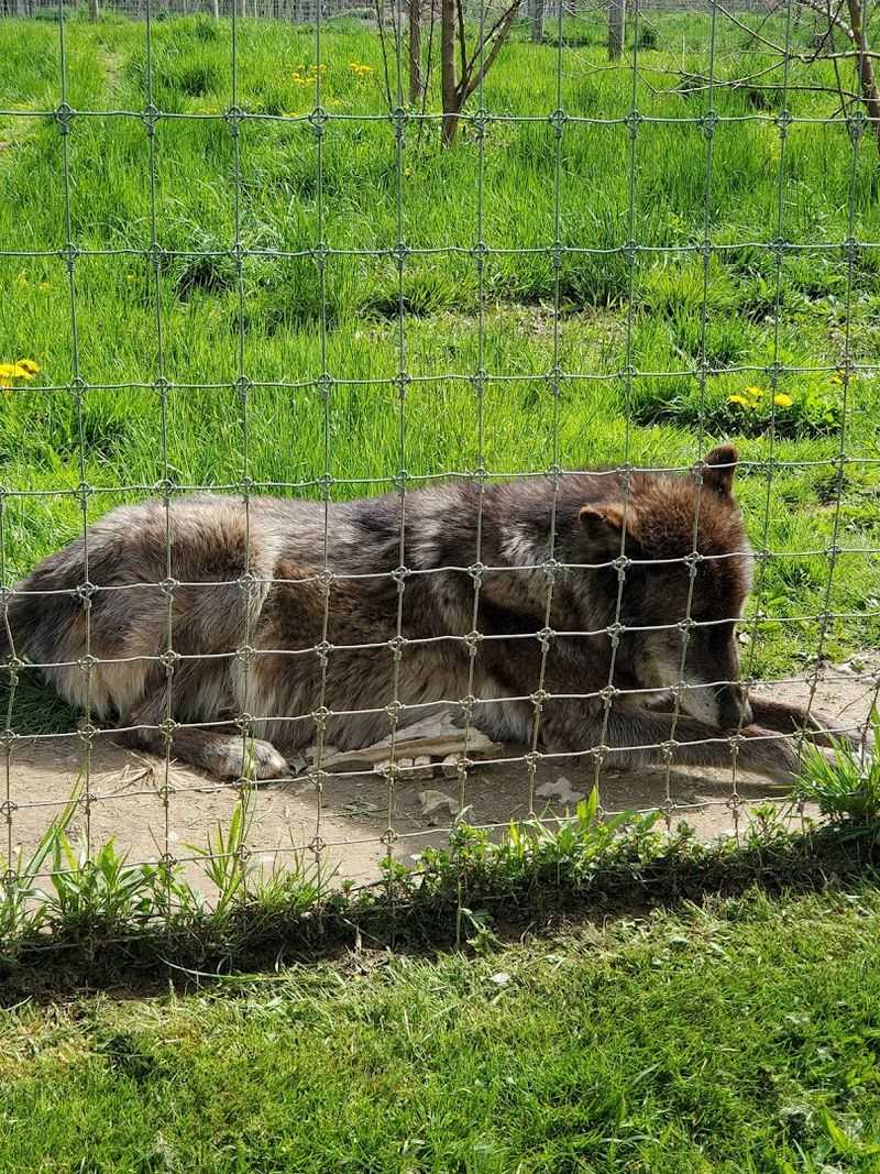 Wolf-Dog Hybrids Find a Safe Haven Here Too