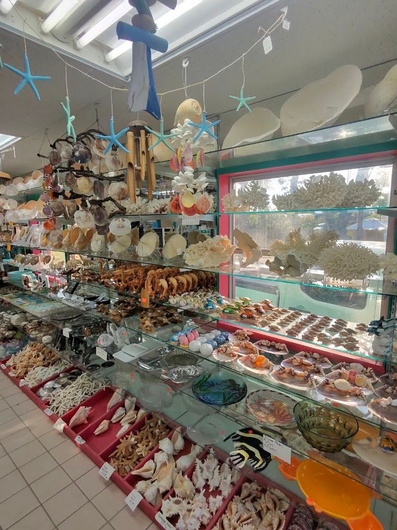 Collect Seashells On Sanibel Island