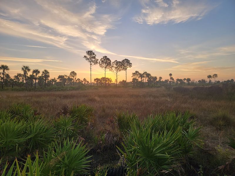 Collier County And The Big Cypress Bears
