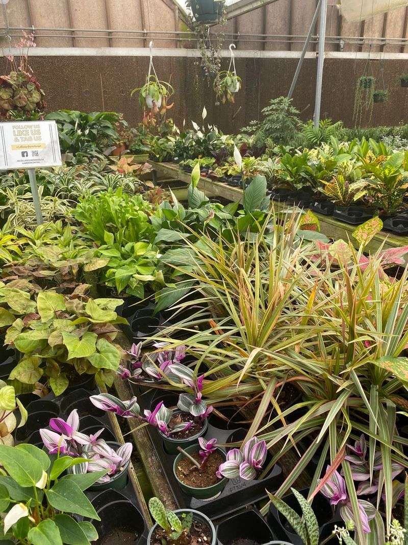 Collier's Greenhouse And Garden Center