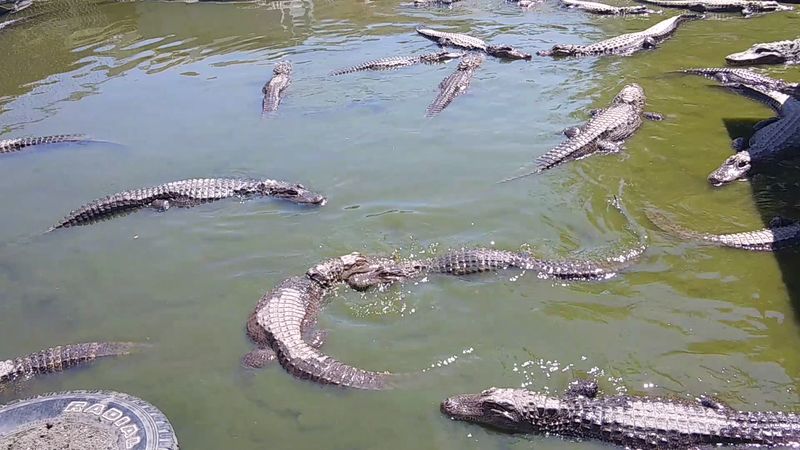 Colorado Gators Reptile Park