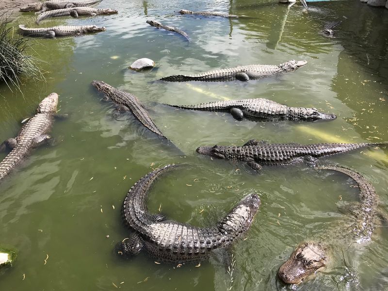 Colorado Gators Reptile Park, Mosca