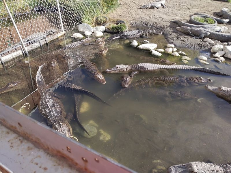 Colorado Gators Reptile Park - Mosca, Colorado