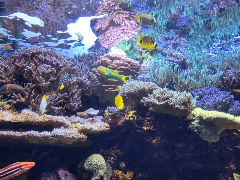Colorado Weather Outside, Ocean Oddities Inside