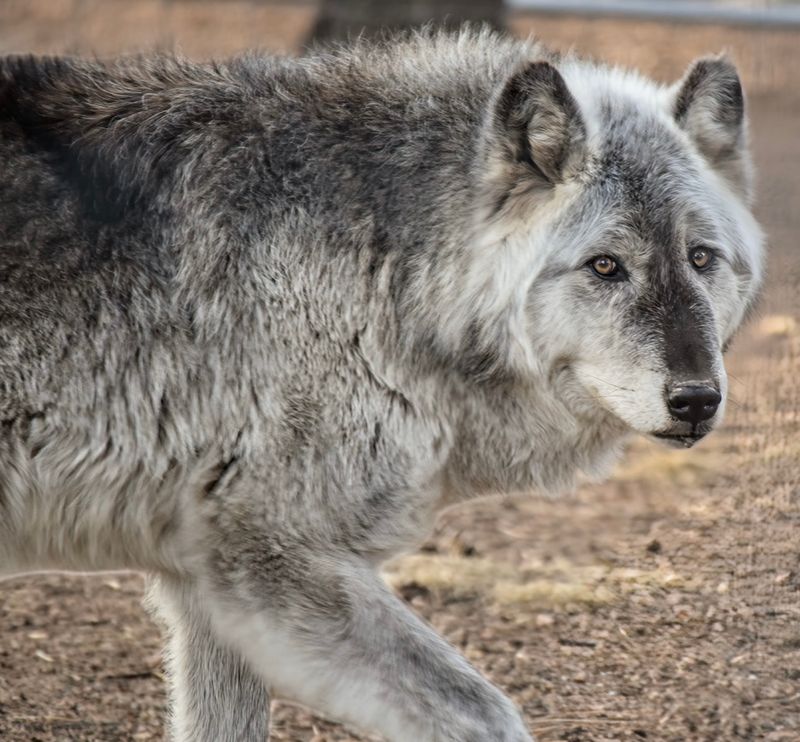 Colorado Wolf and Wildlife Center, Divide