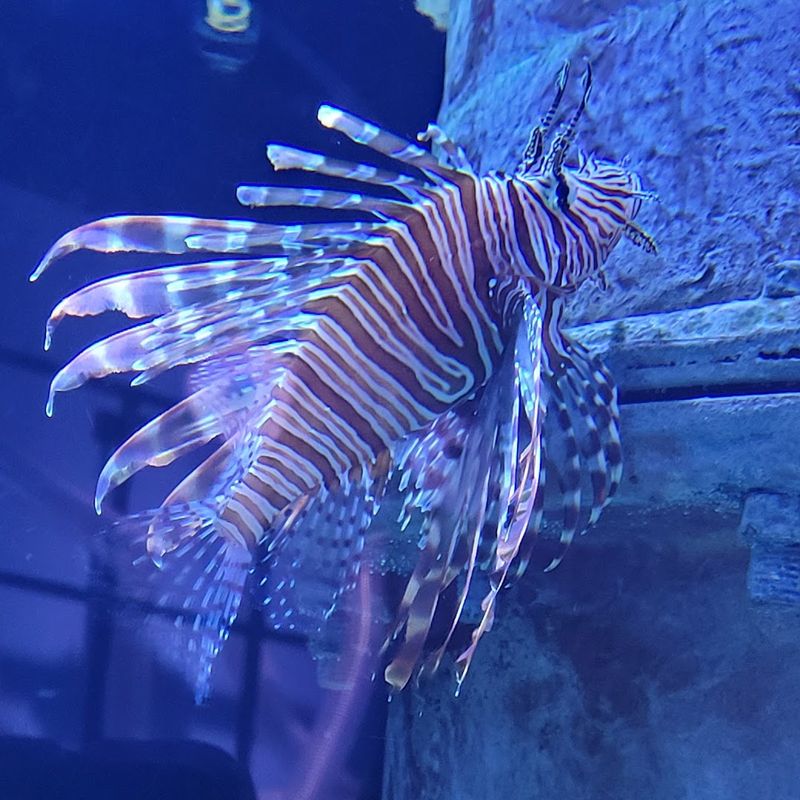 Colorful Marine Life Brightens Every Corner