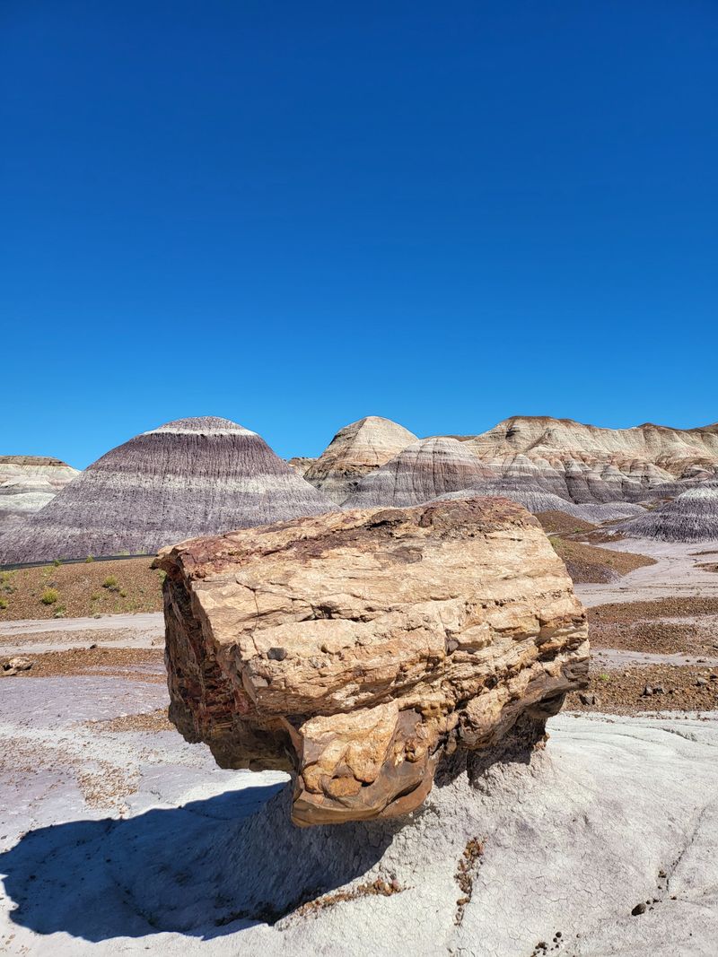 Petrified Wood Treasures Along The Path